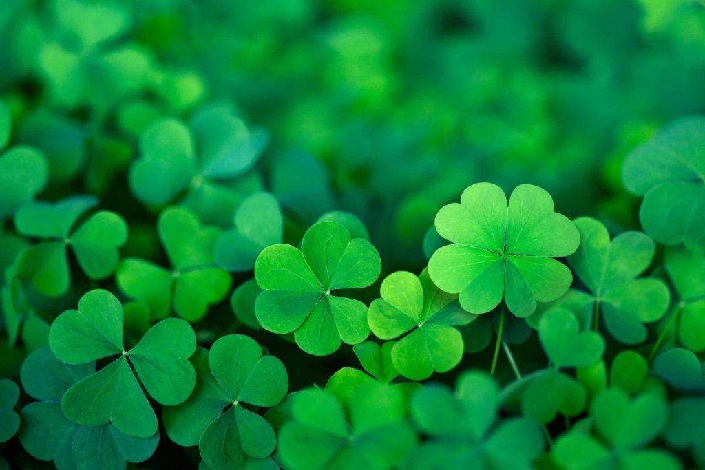 Clovers / Photo: Christine Glade