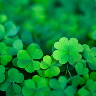 Clovers / Photo: Christine Glade