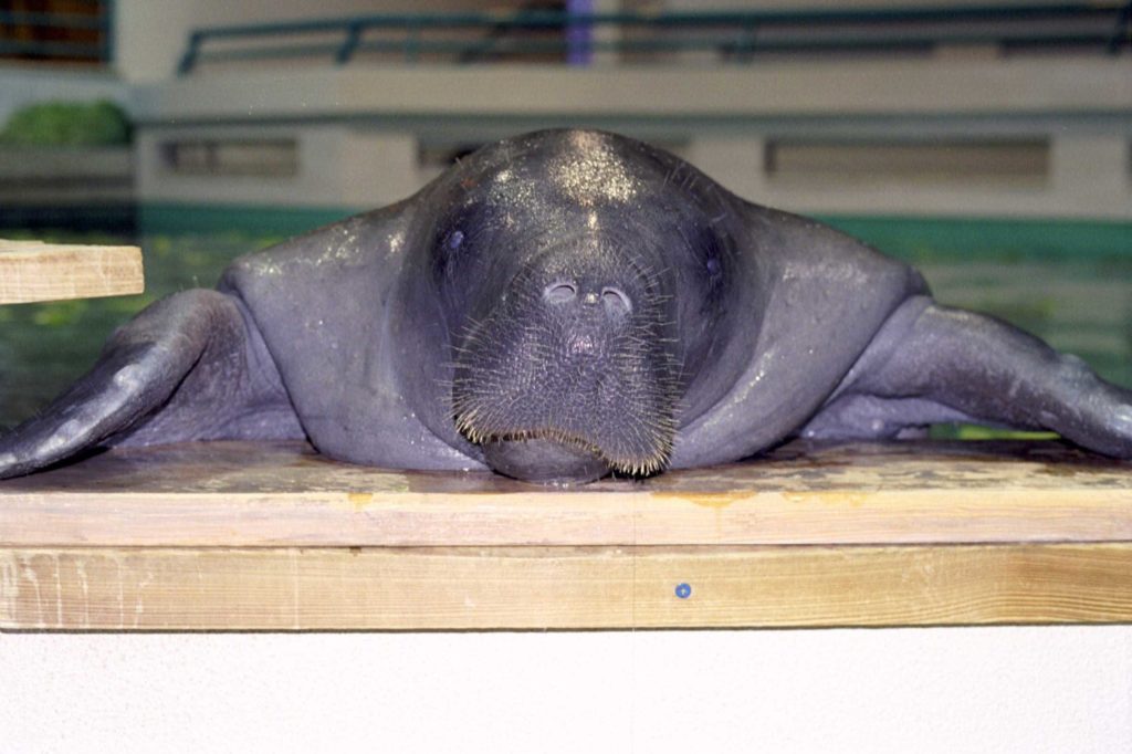 Snooty the Manatee / Photo: Alison L. Roberts