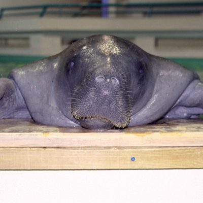 Snooty the Manatee